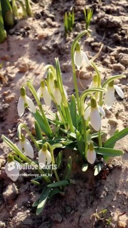 ЦВЕТУЩИЙ ПРИСТВОЛЬНЫЙ КРУГ. 15.03.2023г.