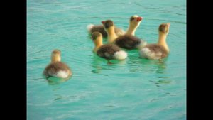 ПТИЦЫ ВЫ МОИ..