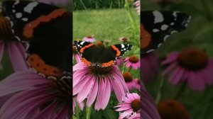 хэерле иртэ,имин коннэр!