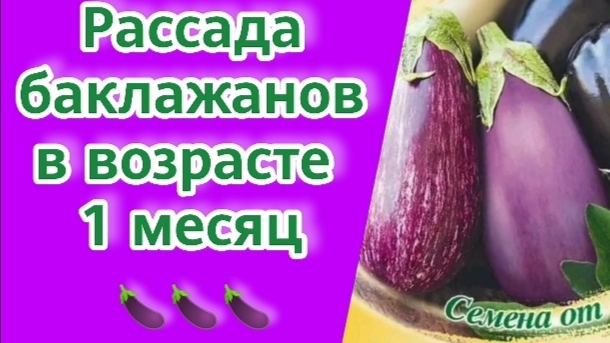 Уход за рассадой баклажанов.