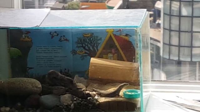 Как кормится ящерица смотреть онлайн