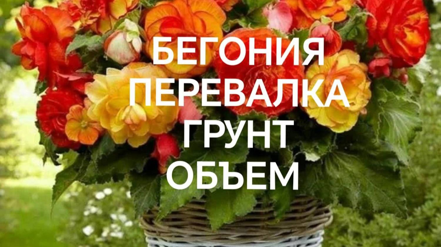 Бегония перевалка в больший объем/субстрат/объем.
