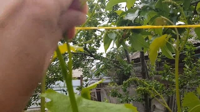 как ухаживать за виноградом смотреть онлайн