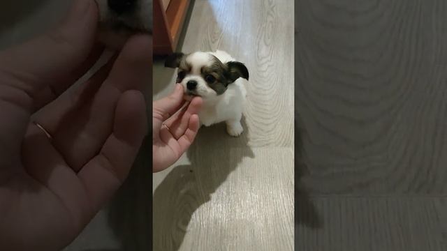 чишки мальчишки смотреть онлайн