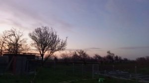 30 соток Кубань, мой молодой сад, цветет Слива Шарафуга