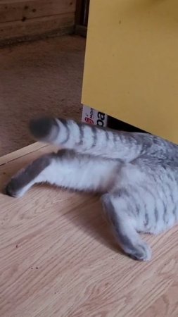 Пищит но лезет 😺