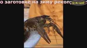 Заготовка на зиму раков. Мастер-класс.