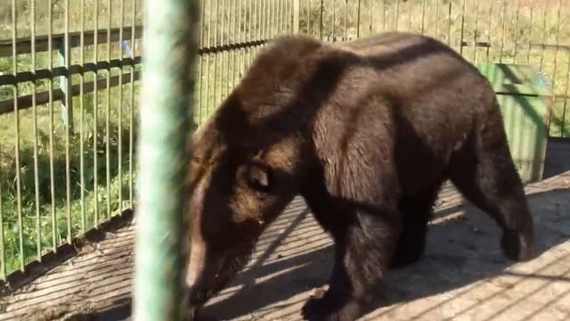 Потапке востановили игрушки смотреть онлайн