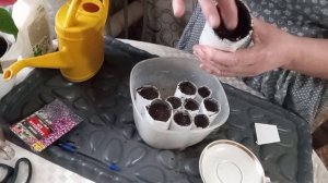 ВСХОДЫ НА 5 ДЕНЬ !ВЫСЕВАЮ ЛОБЕЛИЮ В СТАКАНЧИКИ ИЗ УТЕПЛИТЕЛЯ.