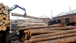Разгрузка леса манипулятором для леса Велмаш  Урал Лесовоз разгружает лес на пилораме