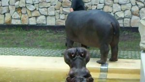 Годівля бегемотів у варшавському зоопарку