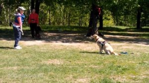 Лабрадор - команды по жестам