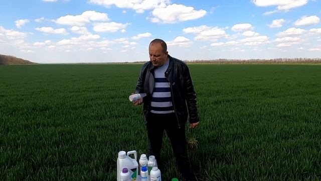ПРІМУ ВЖЕ НЕ МОЖНА, ЧИМ ЗАБРАТЬ ПАДАЛИЦЮ НА ПЕРЕРОЩІЙ ПШЕНИЦІ !!!