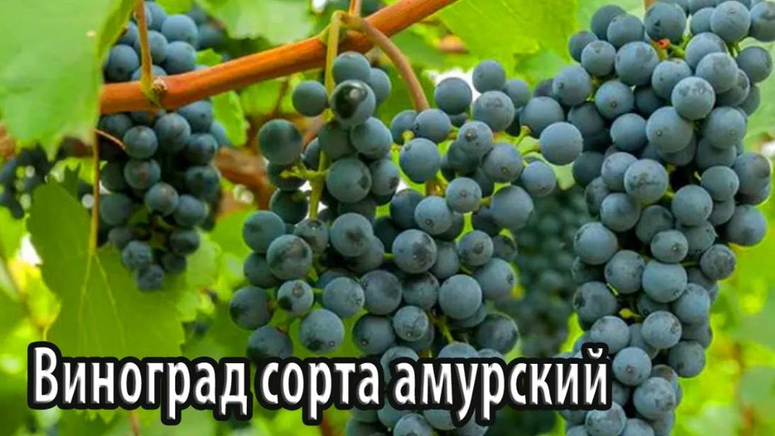 Виноград сорта амурский особенности посадки, выращивания и ухода