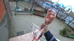 Купил Пэксу говяжю ногу