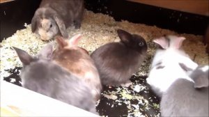 Разведение кроликов как бизнес  Как начать бизнес на кроликах