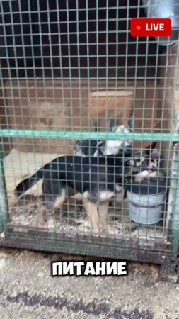 Лающие новости 🐶 #собаки