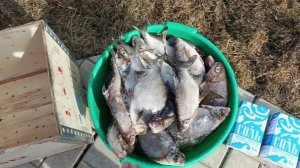 Сухой посол густеры.( зимний улов )