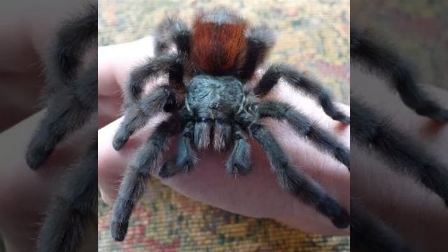 Пауки Птицееды смотреть онлайн