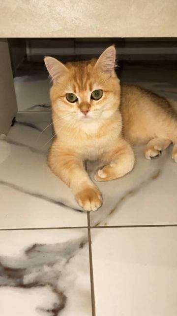 #shorts#британскаяшиншилла #cat #золотаяшиншилла #ny12 #funny