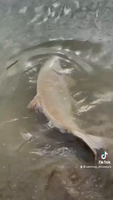 Releasing a Giant Smallmouth Buffalo смотреть онлайн
