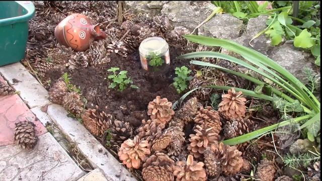 ПОЧВОПКРОВНЫЕ РАСТЕНИЯ С РАННЕЙ ВЕСНЫ ДО ОСЕНИ УКРАШАЮТ МОЙ САД! смотреть онлайн