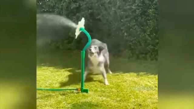 #юмор #смешные #смех #животные #кошки #собака смотреть онлайн