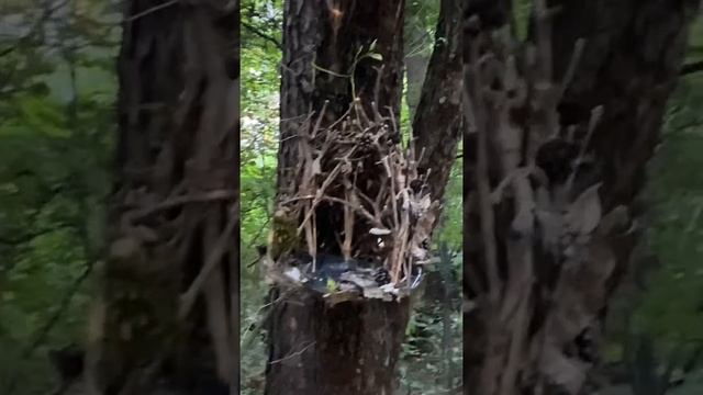 Утро в Коренево и волшебный домик на дереве! смотреть онлайн