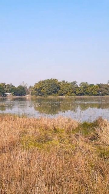 NATURE WITH MIGRATORY BIRDS.. WILDLIFE смотреть онлайн