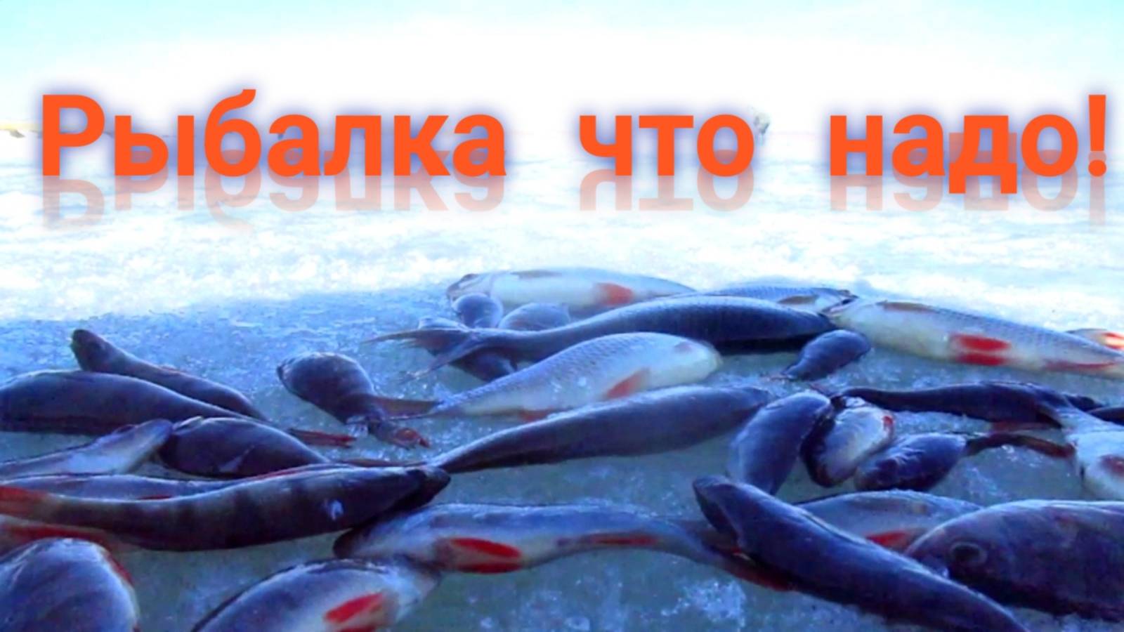 ПЛОТВА И ОКУНЬ НА ГОРБУНЦА! РЫБАЛКА НА ОЗЕРЕ!