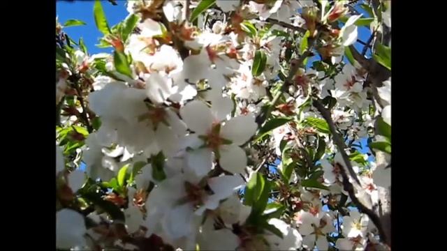 ✿ Almond and Red Japonica Blossom ✿ смотреть онлайн
