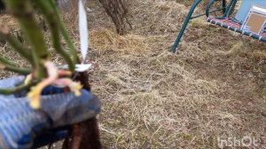 Распаковка посылки с розами из питомника Элит. 1 апрреля 2025