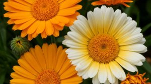 ПЕЧЕНЬ МОЖНО ВЫЛЕЧИТЬ ТРАВАМИ