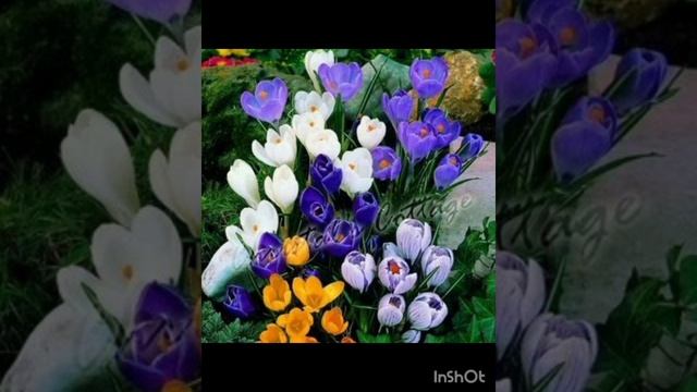 01-04-20251 Апреля, хоть и весёлый День, но пасмурный и грустный почему-то..... Только крокусы