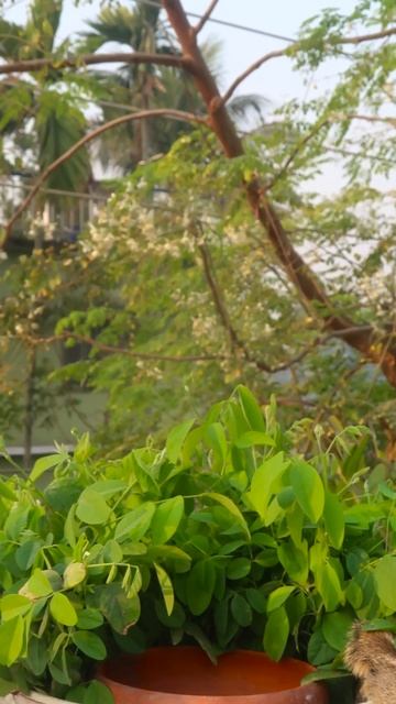 Cats Tv 🐩 🐈 🐇 🐿 🐾 смотреть онлайн