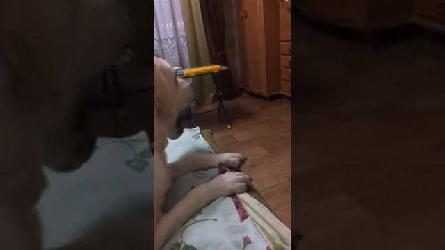 Лабрадор - самая добрая семейная собака