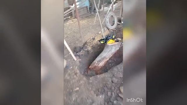 2025-04-01 в 16.19.44_Надо выкорчевать старый пень. смотреть онлайн