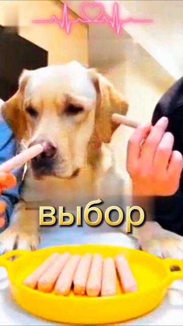 Трудный выбор