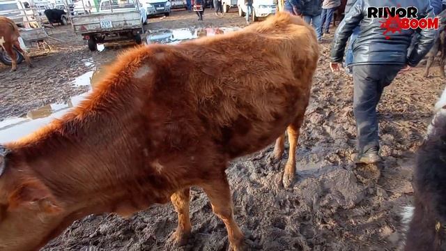 МАЛ БАЗАР 24-МАРТ 2021-ЖЫЛ/QANLIKOL MAL BAZARI/BIG BULLS IN THE WORLD