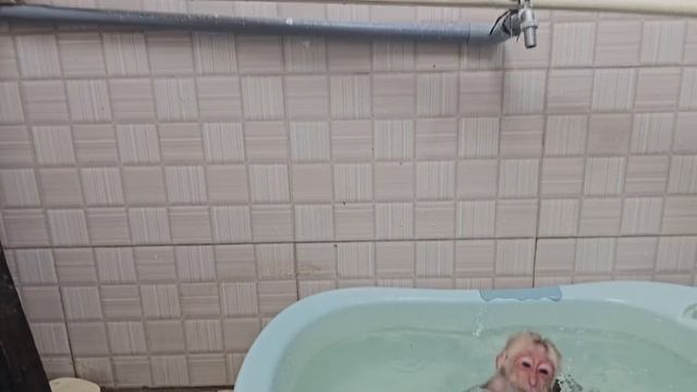 Monkey Su shyly apologized to mom when fell asleep peed on the bed смотреть онлайн