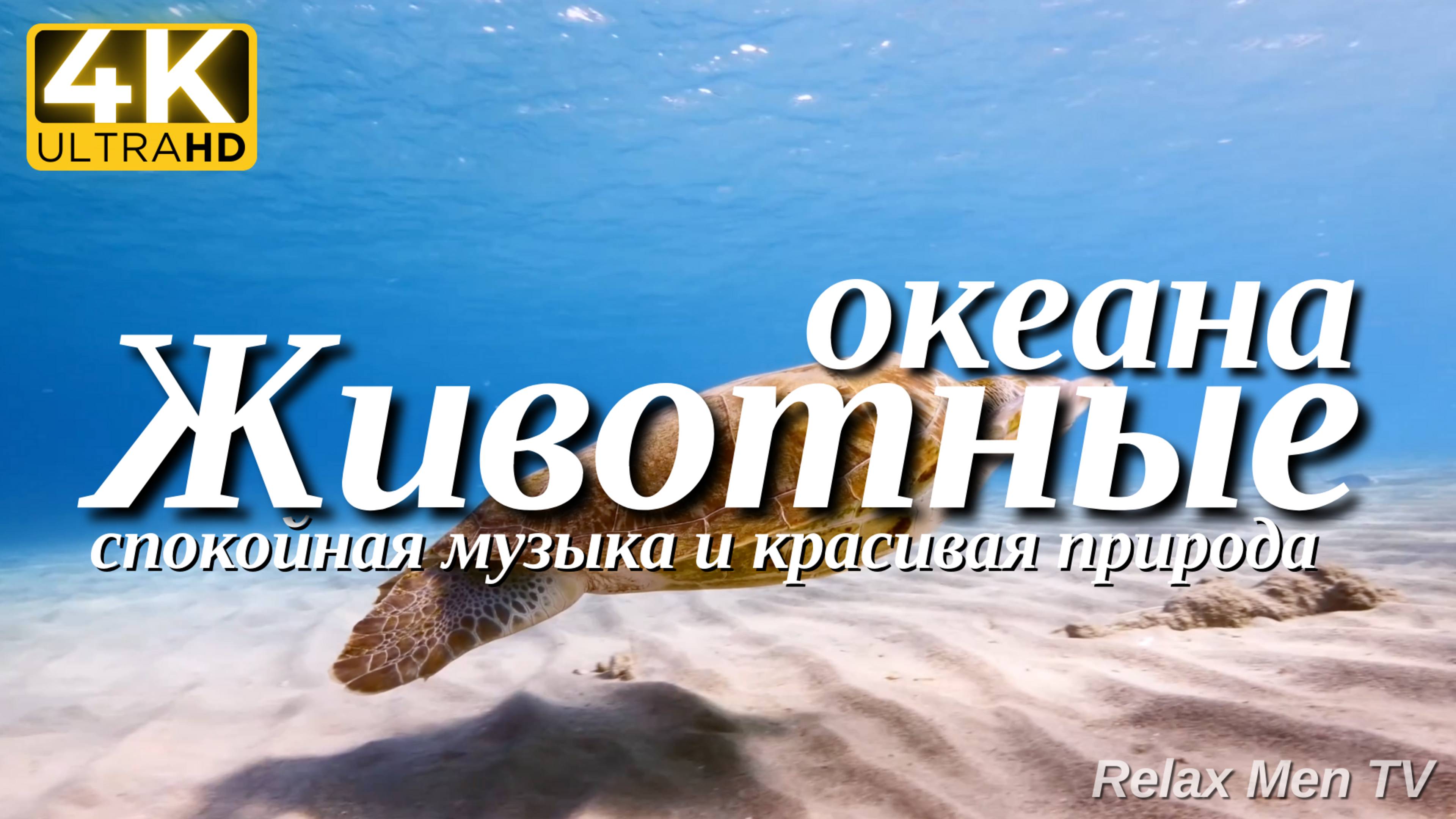 4К Животные океана - Красивая природа и спокойная музыка которая подойдет для отдыха, медитации