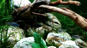 Аквариум у друзей