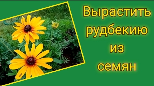 Вырастить рудбекию из семян. .mp4