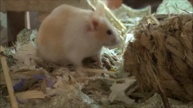 Twerking Mouse смотреть онлайн