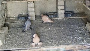 ГОЛУБИ ТАДЖИКИСТАН ИСФАРА PIGEONS OF TAJIKISTAN ISFARA 2025