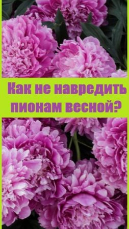 Как ухаживать весной за пионами - мой опыт!