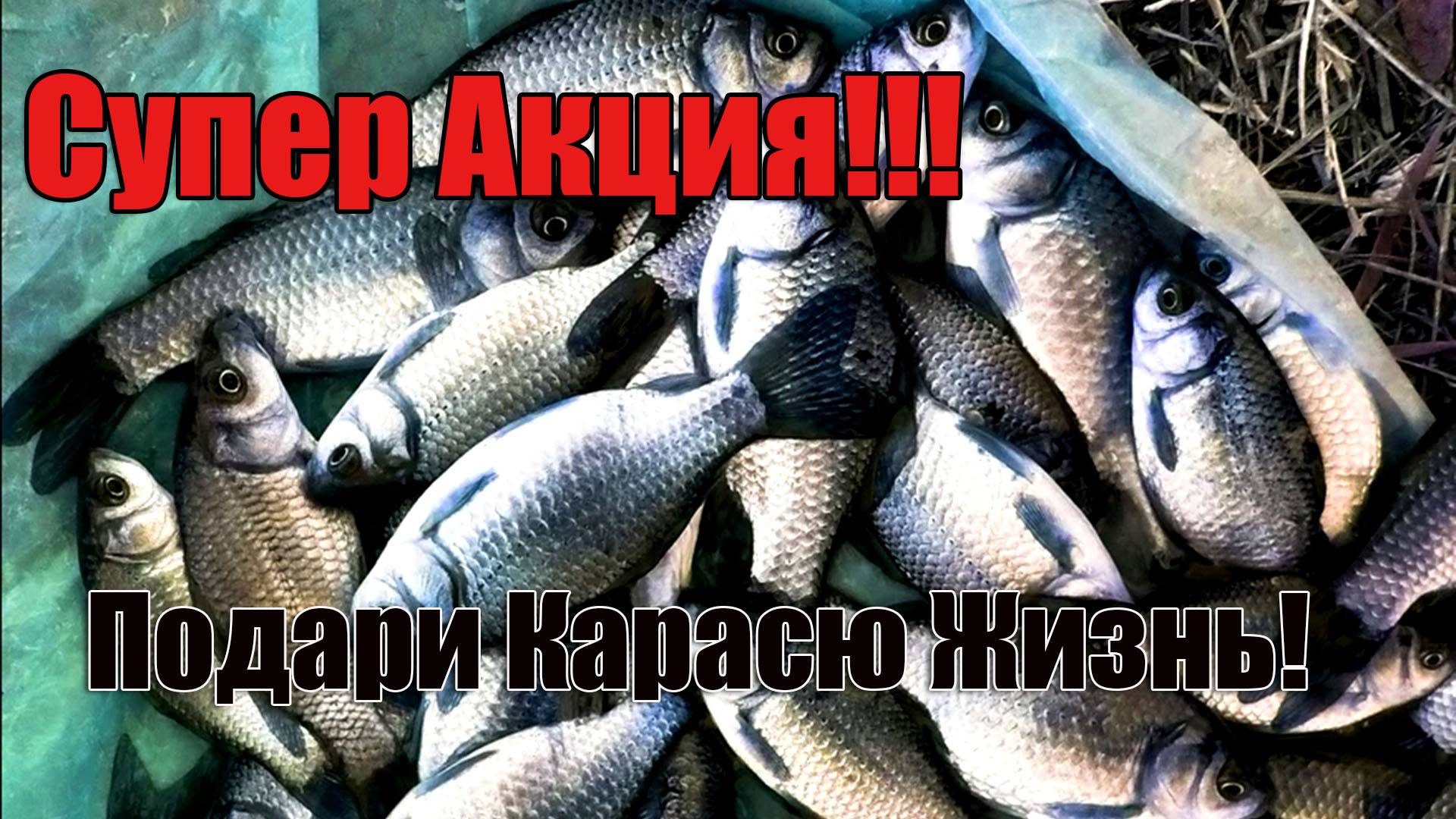 Подари Карасю жизнь!) Зарыбили пруд немного
