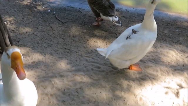 Прогулка по озеру 29.06.2020 смотреть онлайн