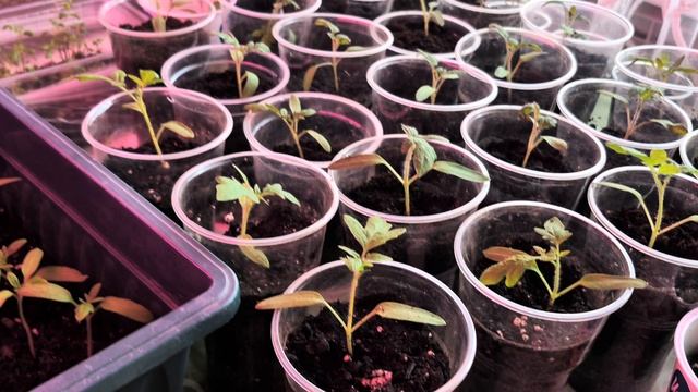 ОБЗОР ДНЯ! С ВАМИ НАТАЛЬЯ!!! смотреть онлайн