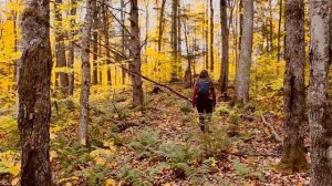 5732091-hd_1920_1080_30fps